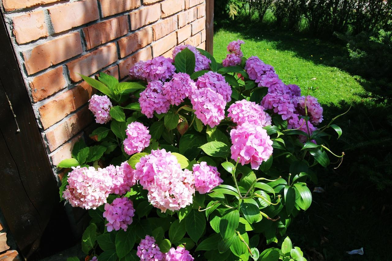 Bed and Breakfast Michalek W Rowach Rowy  Exterior foto